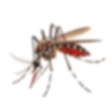 mosquito-blur
