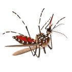about-mosquito