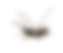 about-mosquito