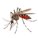 Mosquito