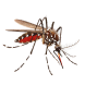 Mosquito